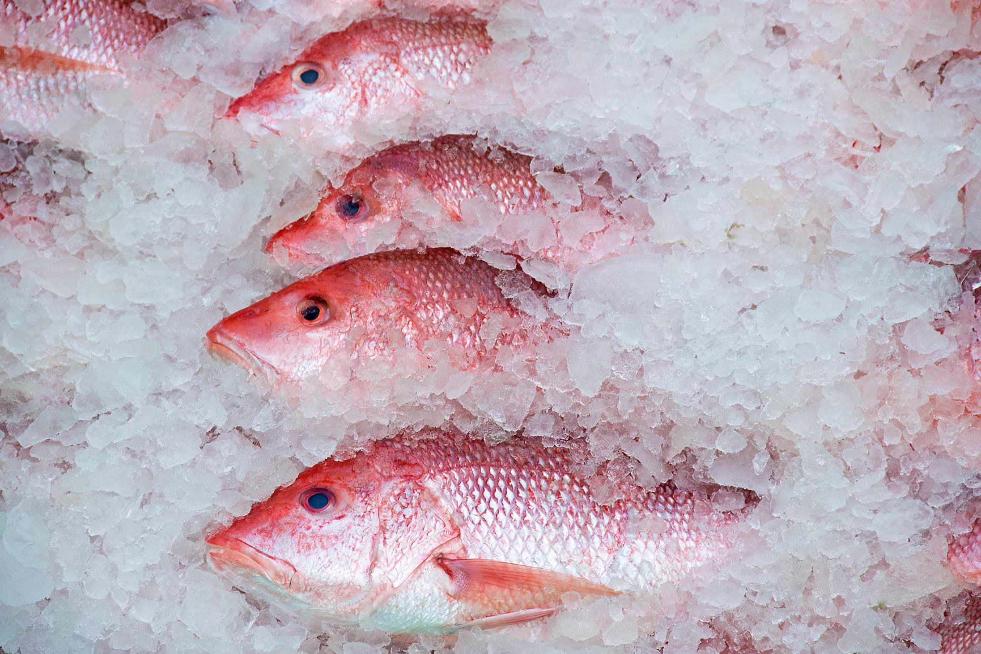 American red snapper in crushed ice at the fish market